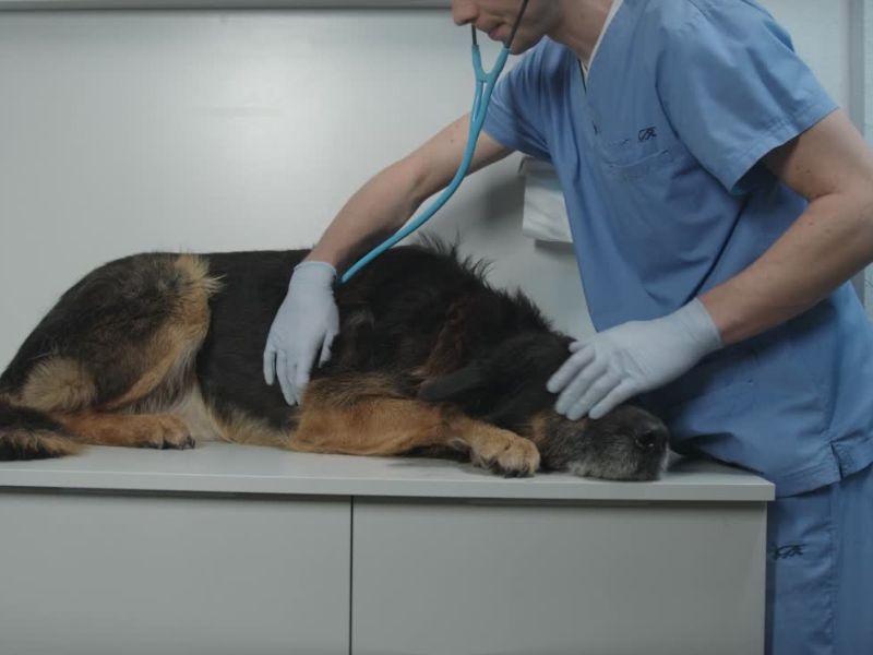 Brza reakcija i veterinarska pomoć su ključni; veterinar procenjuje stanje i pruža odgovarajući tretman.
