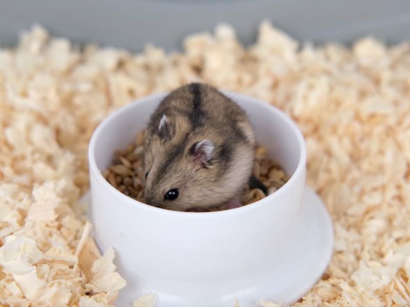 Hrčci su svaštojedi i zahtevaju uravnoteženu ishranu bogatu semenkama, žitaricama, povrćem i vitaminima.
