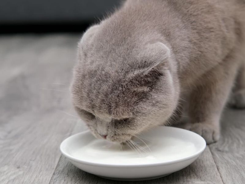 Jogurt može biti koristan u malim količinama, ali obavezno izbegavajte zaslađivače i konsultujte veterinara.