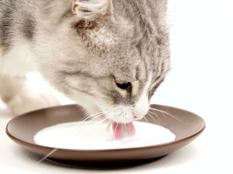 Mačke su mesožderi, a jogurt može biti siguran u malim količinama, ali sa pažnjom.