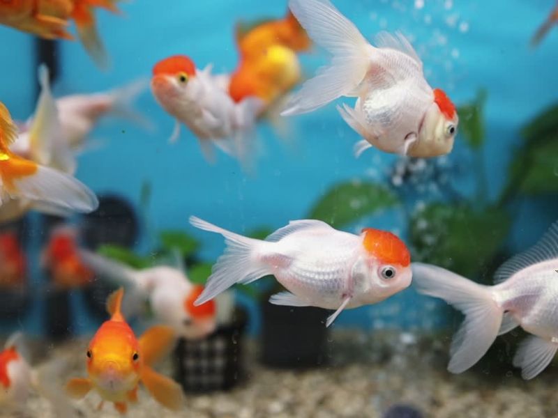Nekoliko ribica pliva u akvarijumu