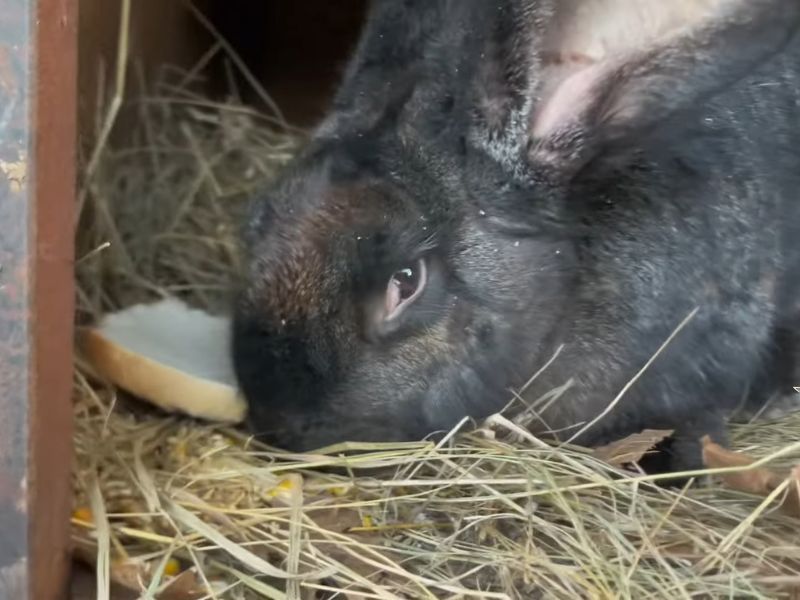 Kunić u kavezu jede seno i beli hleb