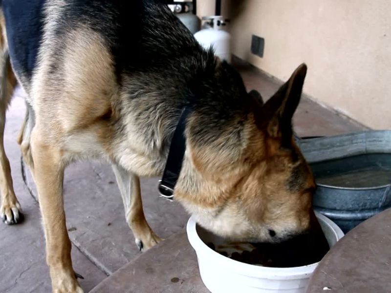 pas jede i uživa u svojoj hrani
