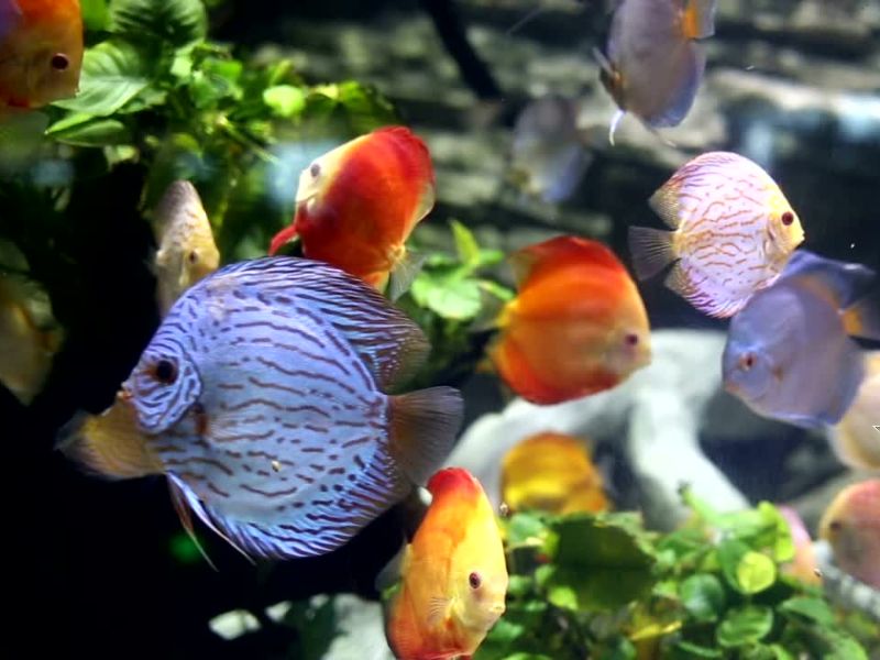 Ribice u akvarijumu plivaju