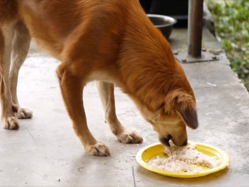 Stariji pas jede spremljenu hranu iz žute posude za hranu