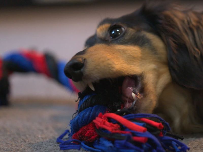 pas se igra sa igračkom