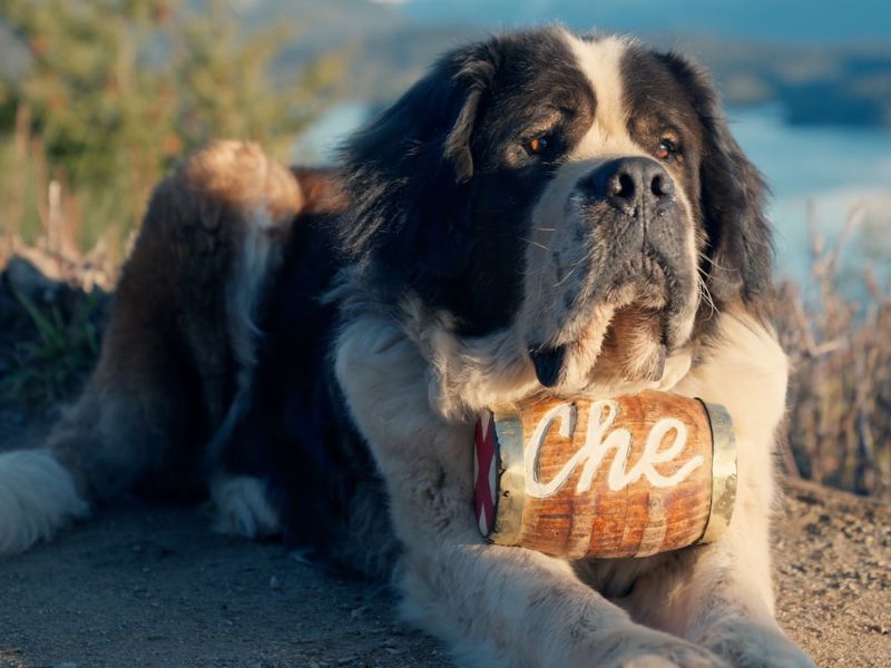 Stariji pas leži napolju
