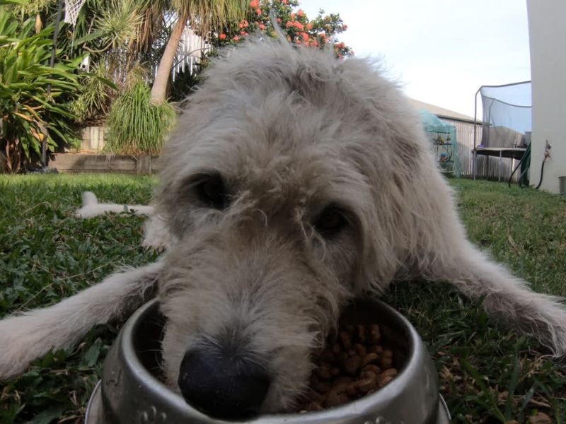 Stariji pas leži na travi, glava mu je zabijena u činiju sa granulama