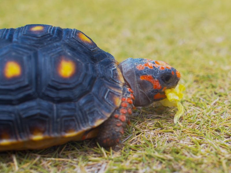 kornjača jede zelenu salatu