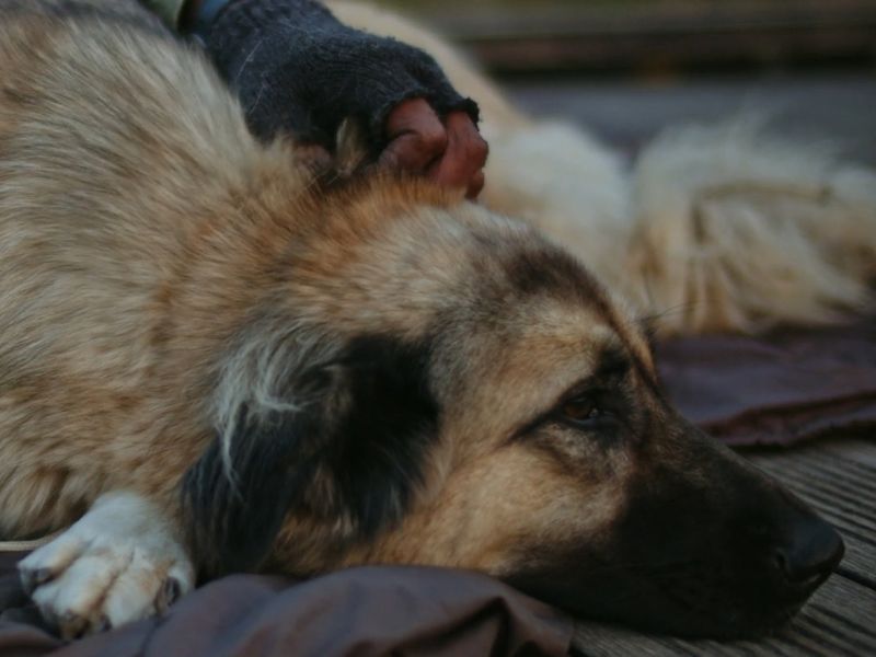 Pas leži umoran na nogama svog vlasnika