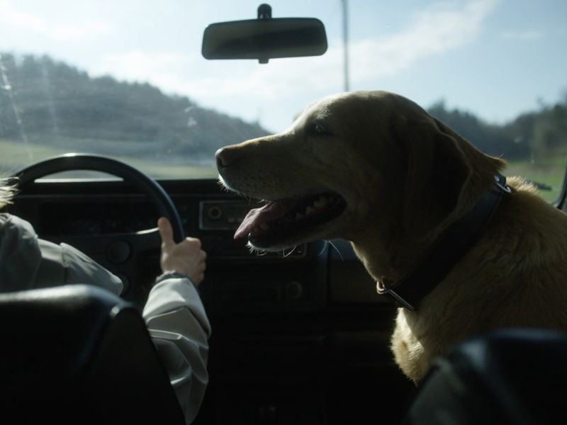 pas sedi na prednjem sedištu u autu u gleda u svoju vlasnicu