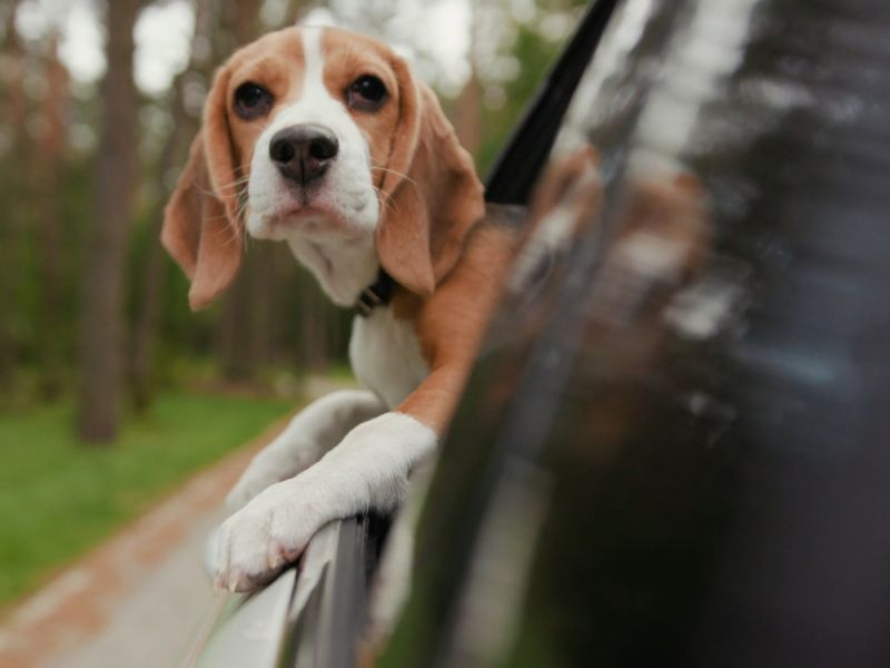 Pas koji je izbacio glavu kroz prozor auta uživa u vožnji