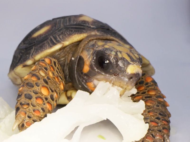 kornjača jede karfiol