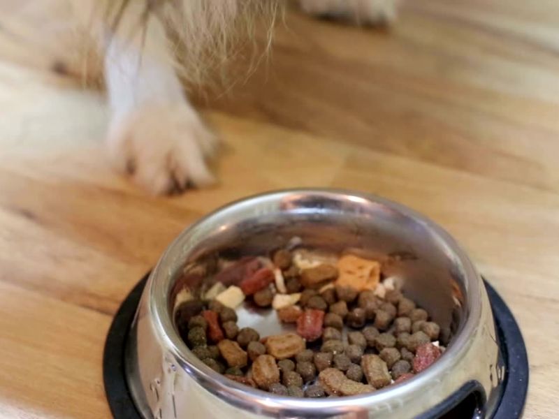 Granule za pse različite boje u sivoj posudi 