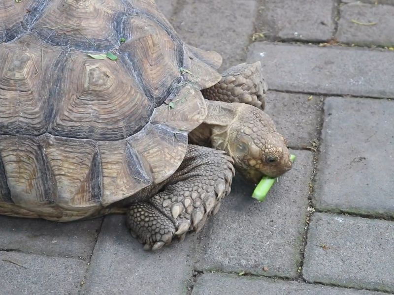 kornjača jede povrće