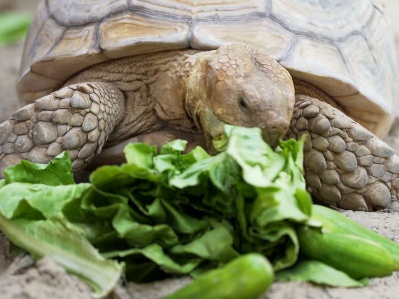 kornjača jede zelenu salatu