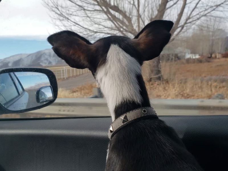 pas sedi na prednjem sedištu i gleda kroz prozor